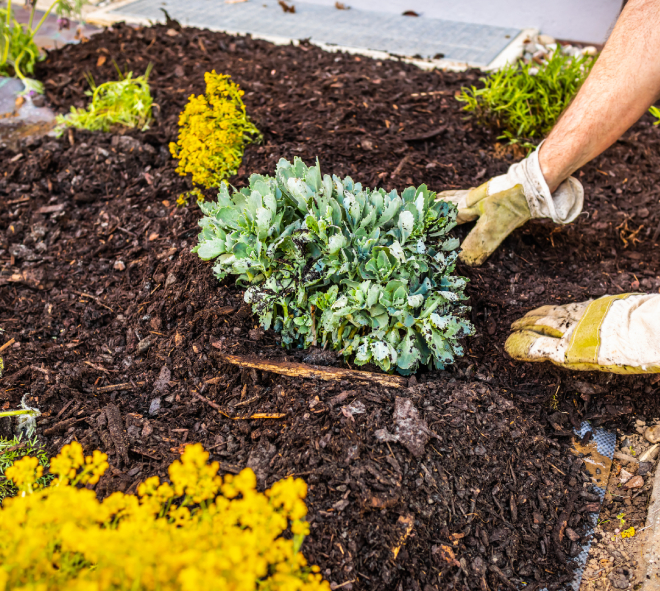 Lawn Mowing Mulch & Dirt