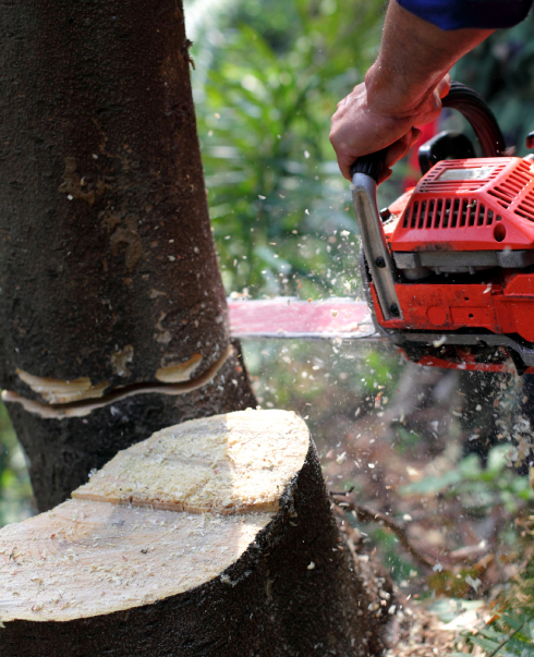 Tree & Shrub Removal